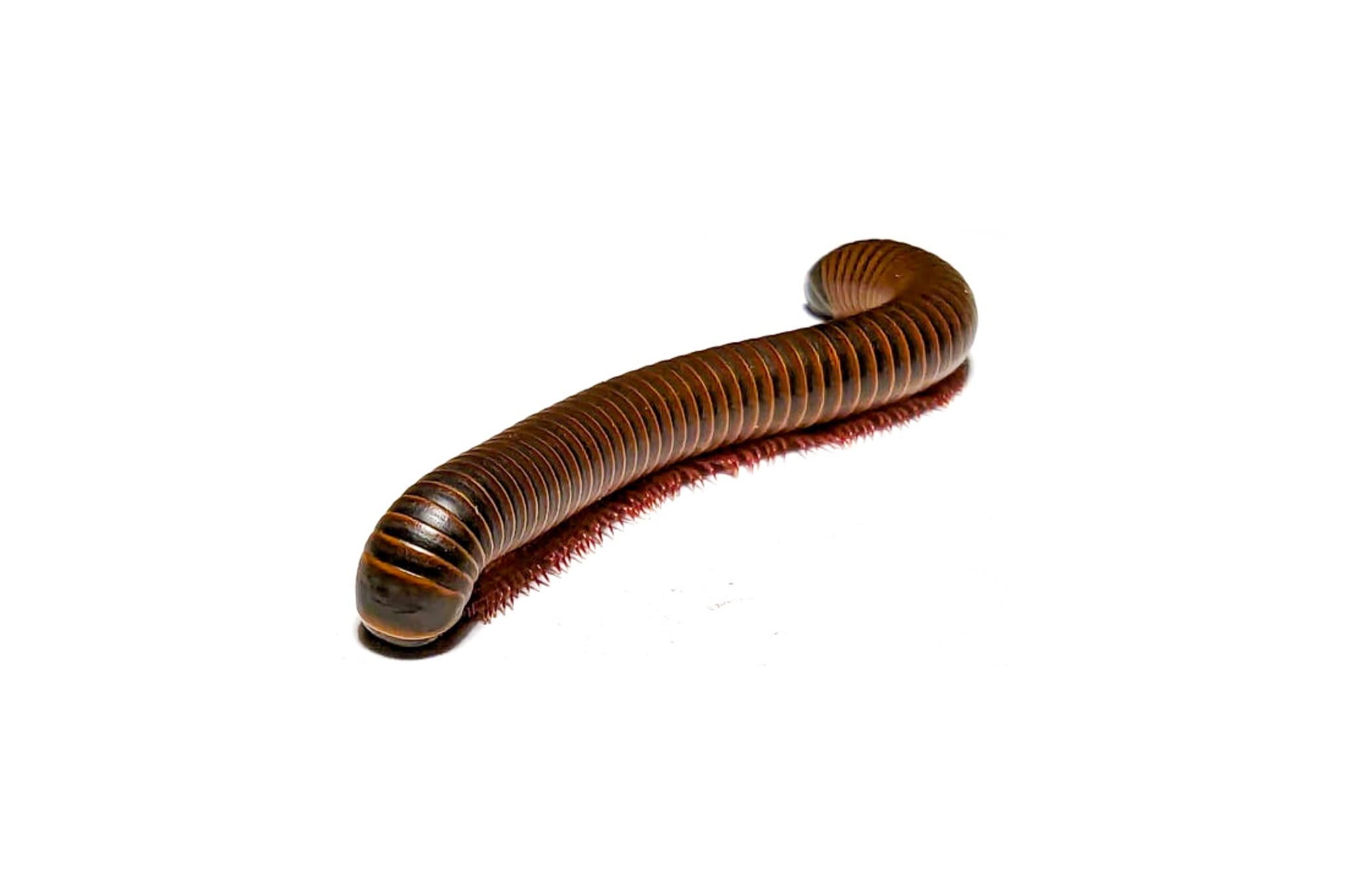 Millipedes – CareBugs