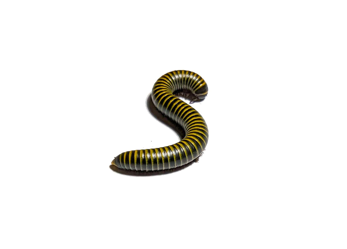 Bumblebee Millipede