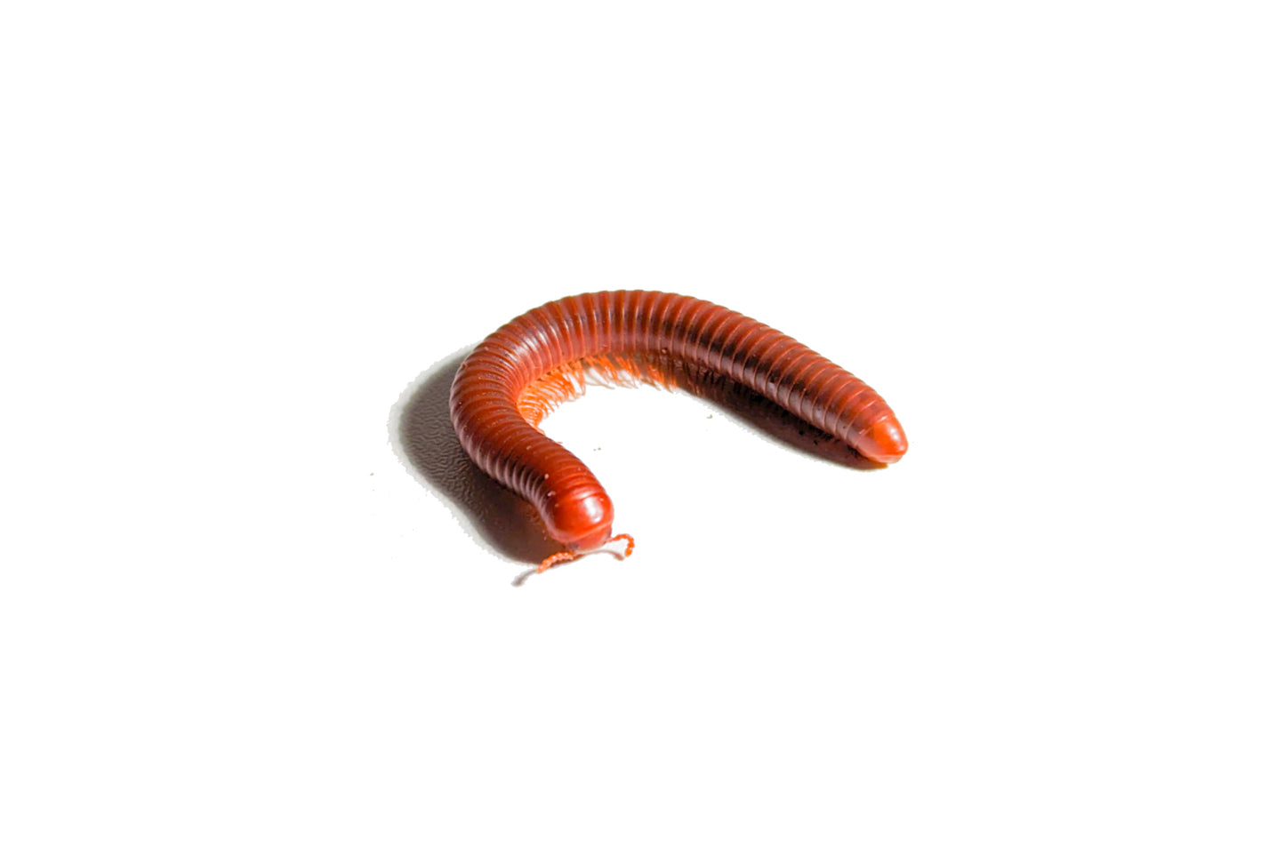 Scarlet Millipede