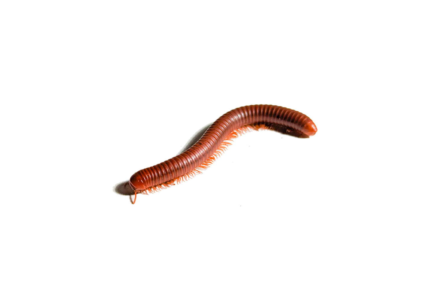 Scarlet Millipede