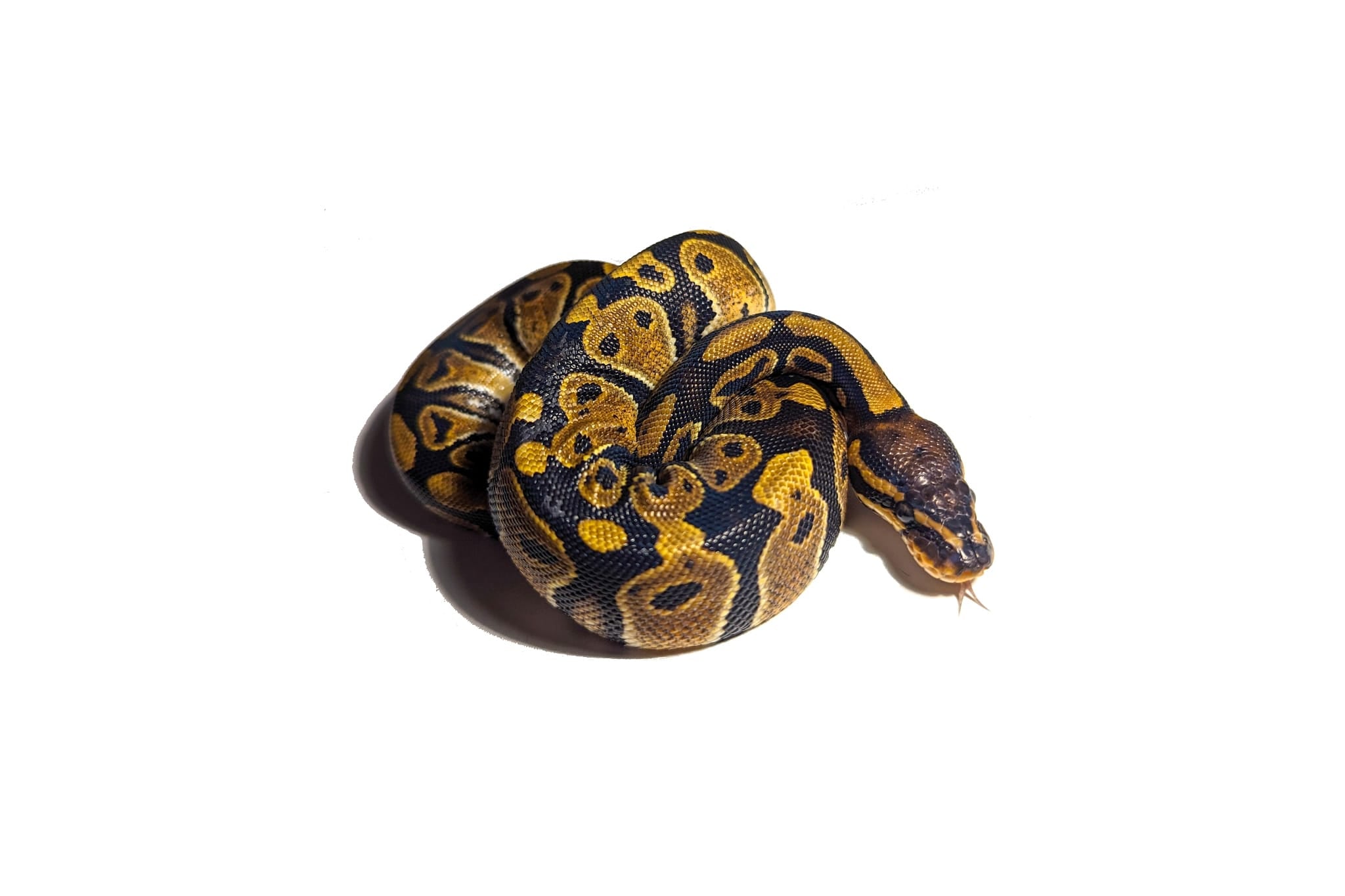 Normal Wild Type Ball Python Hatchling Normal Ball Python – CareBugs