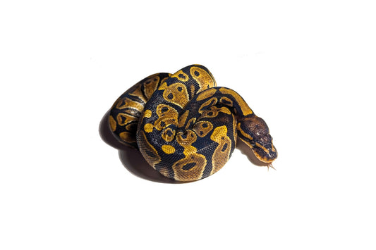 Hatchling Normal Ball Python