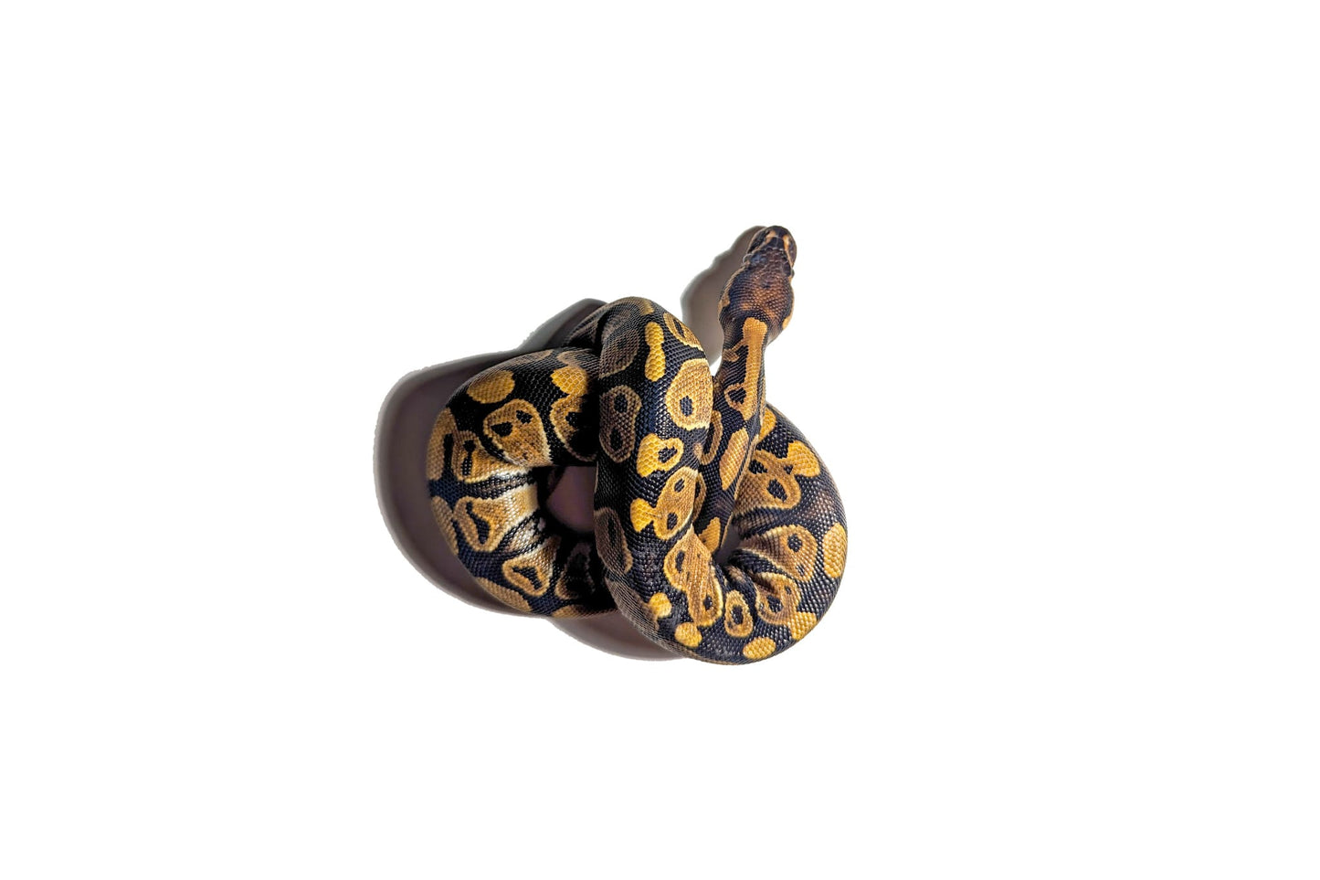 Hatchling Normal Ball Python