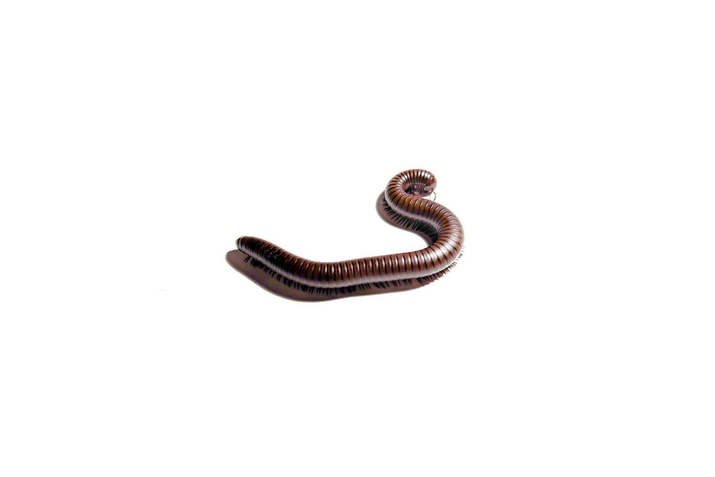 Giant chocolate desert millipede