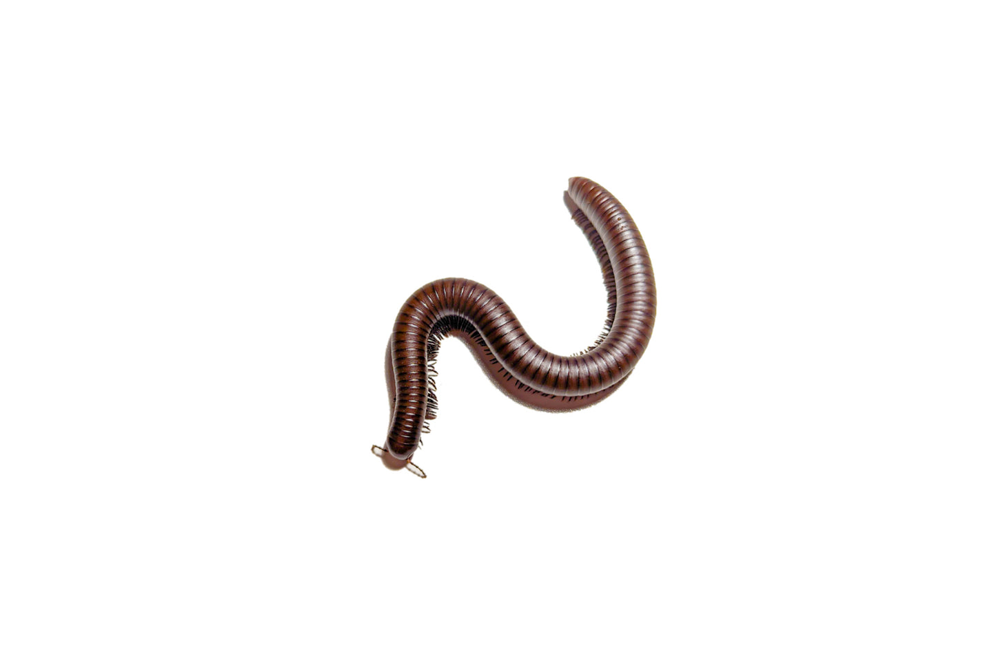 Giant chocolate desert millipede