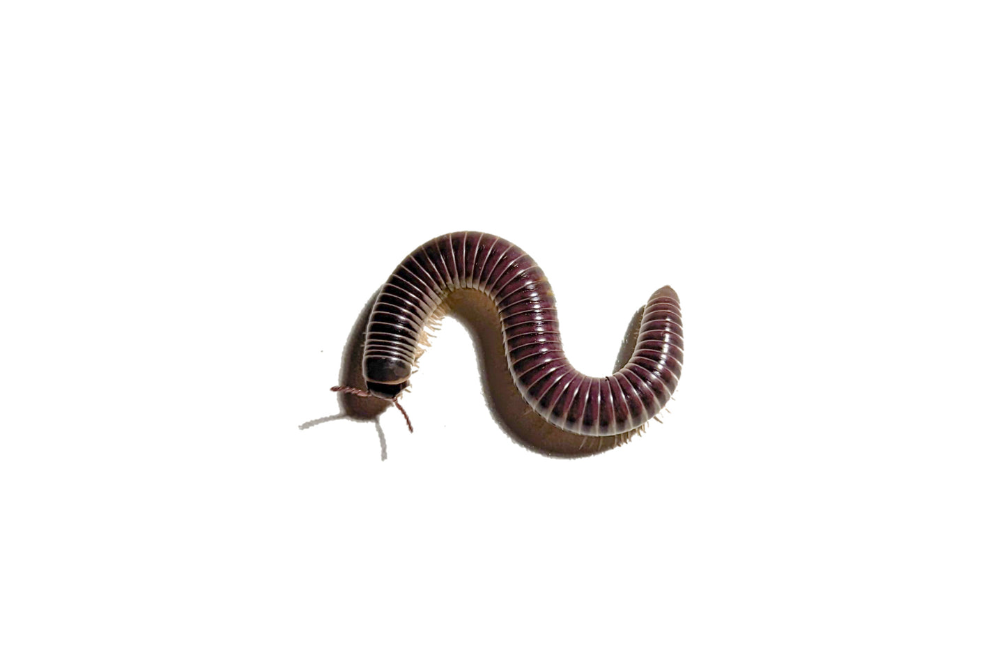 Purple Ivory Millipede