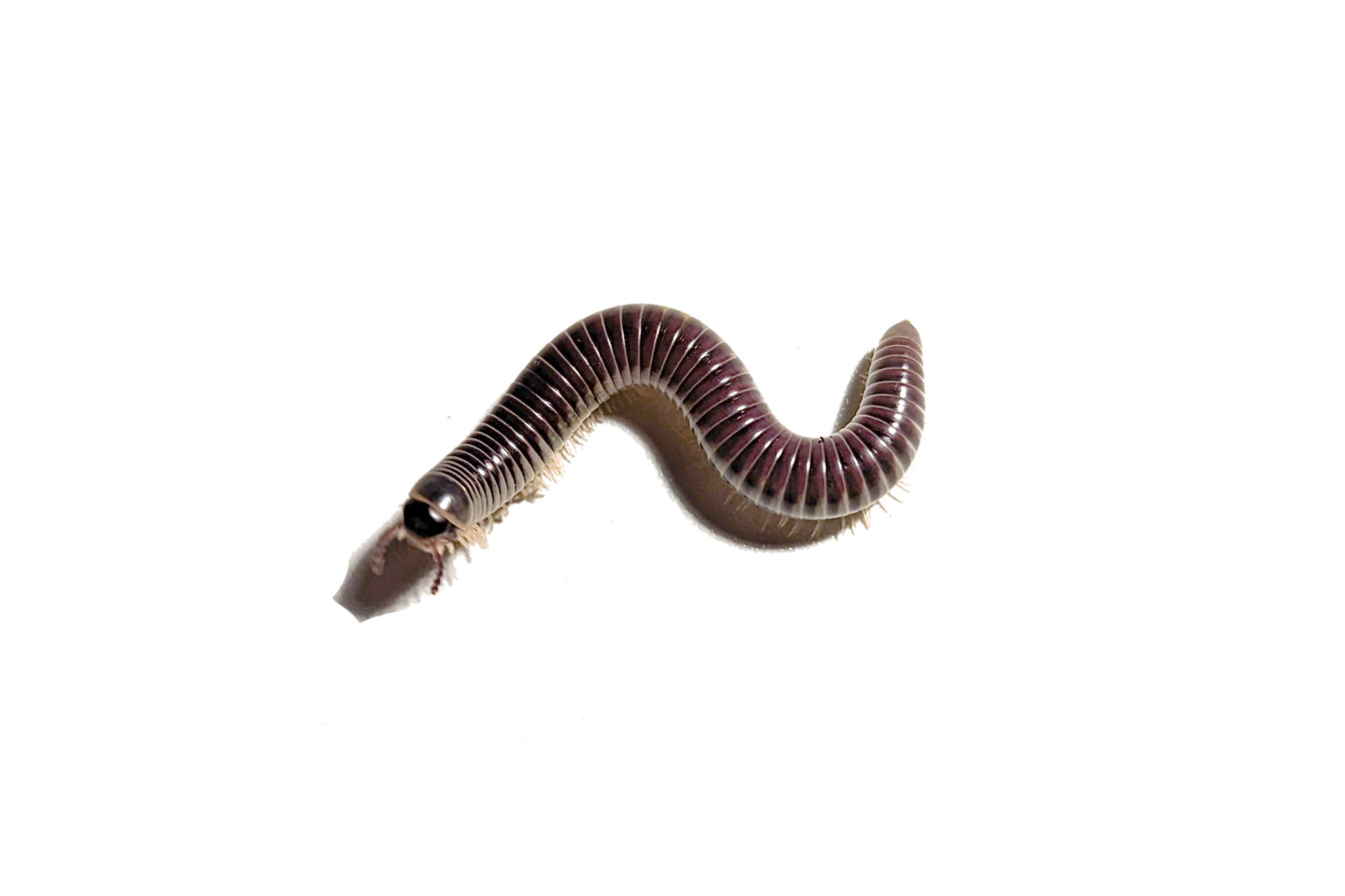 Purple Ivory Millipede