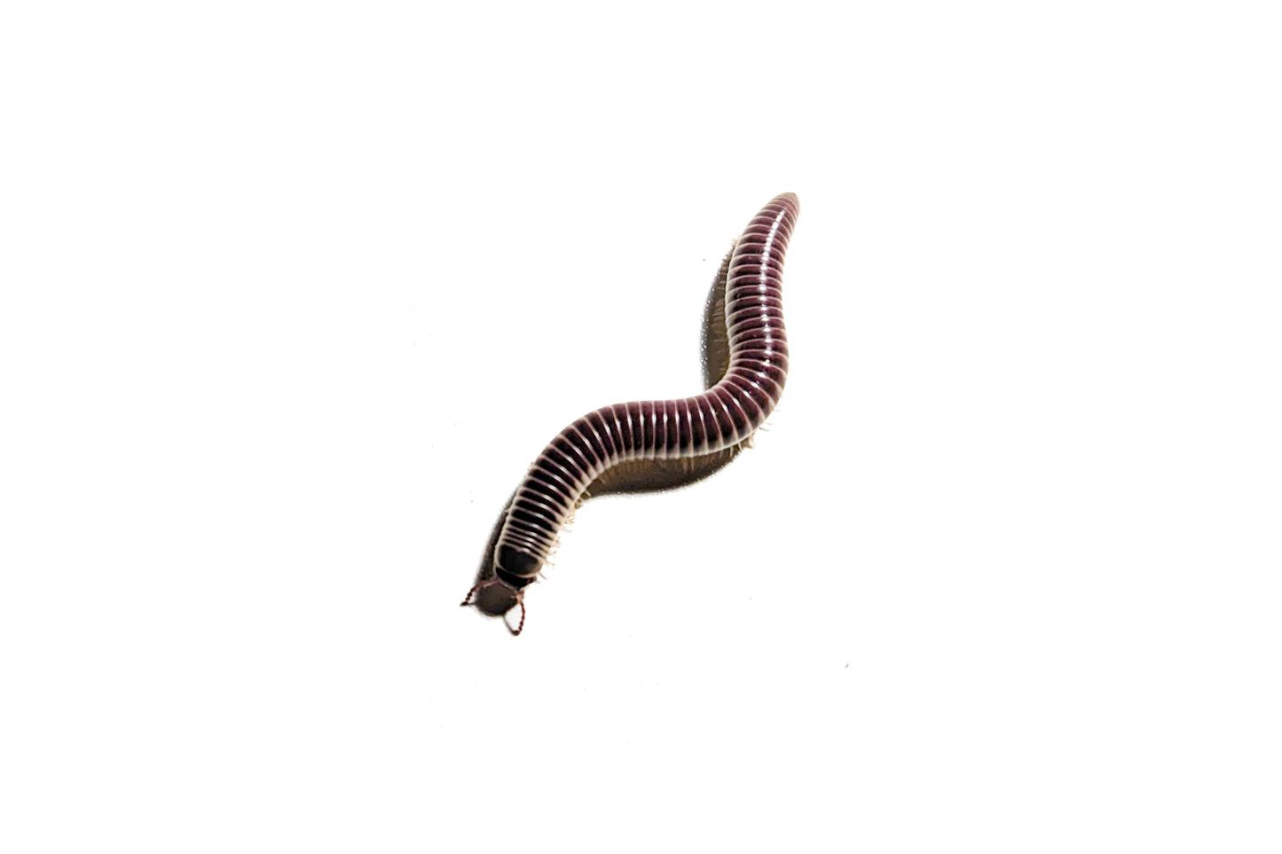 Purple Ivory Millipede