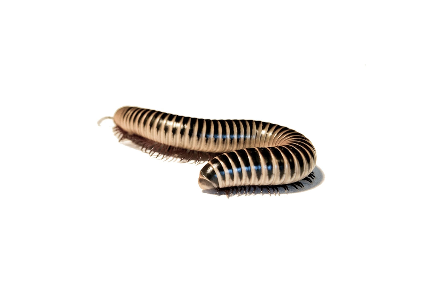 Ivory Millipede Group