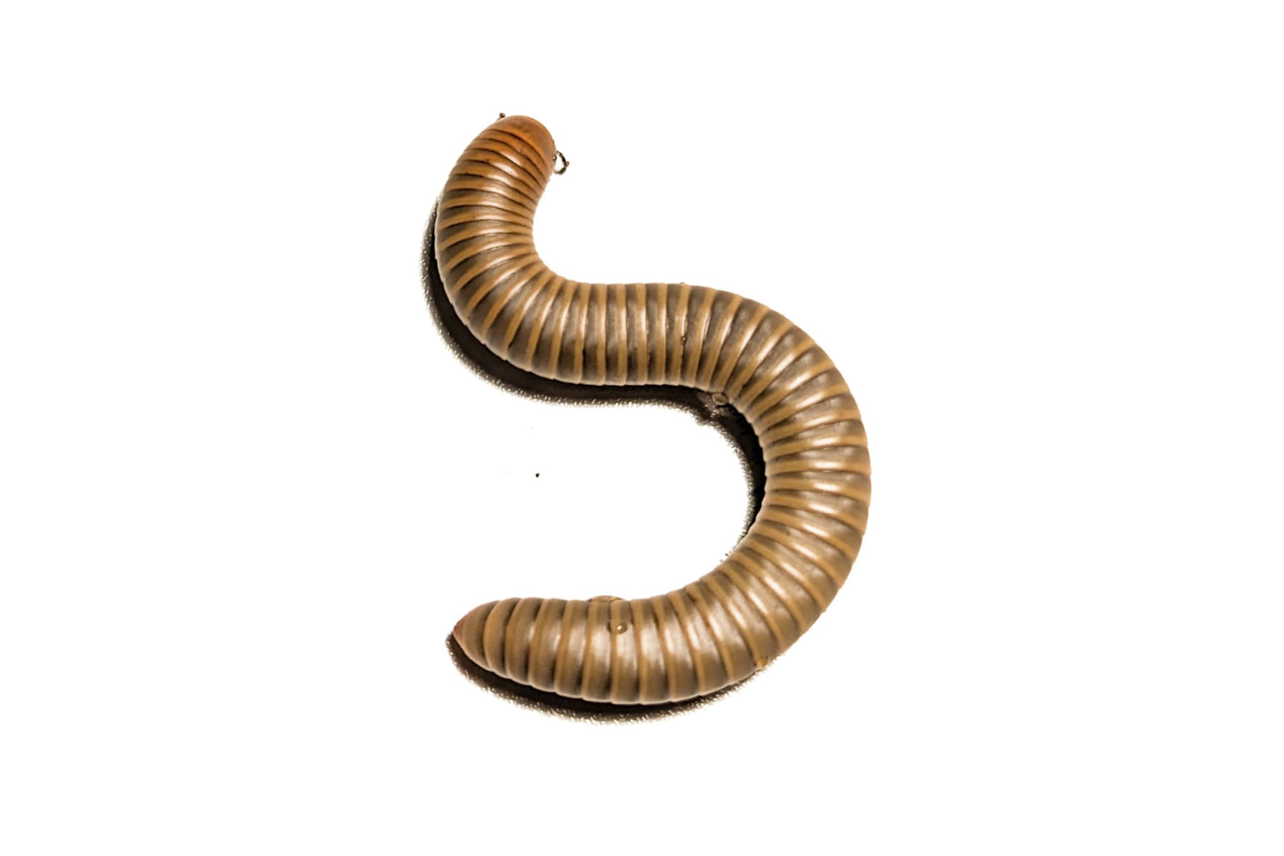 Yellow Banded Oak Millipede