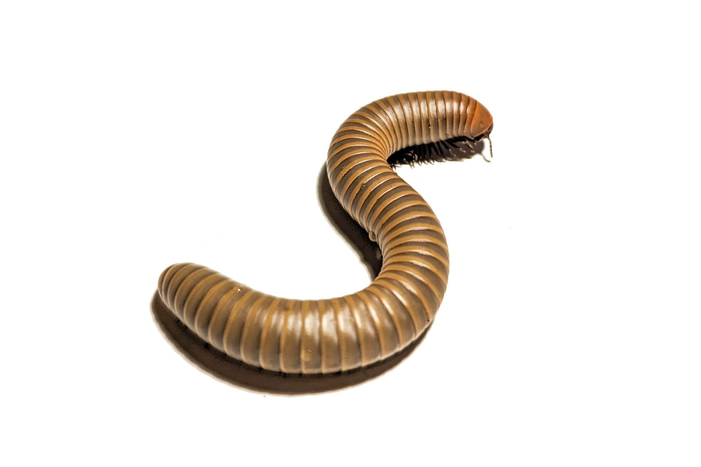 Yellow Banded Oak Millipede