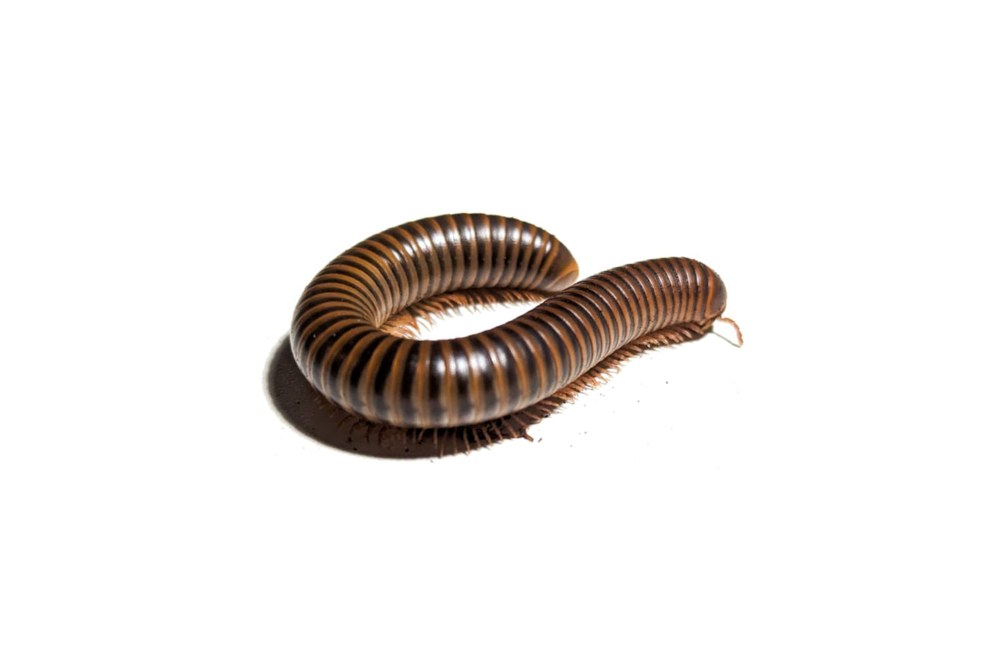 Giant Banded Pink Foot millipede