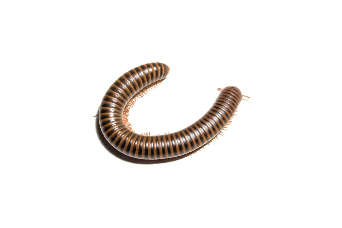 Giant Banded Pink Foot millipede