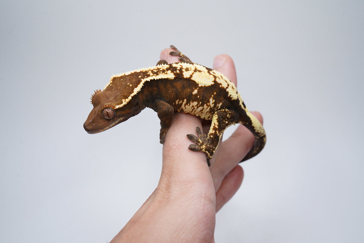 Spotless Female Sable Tri