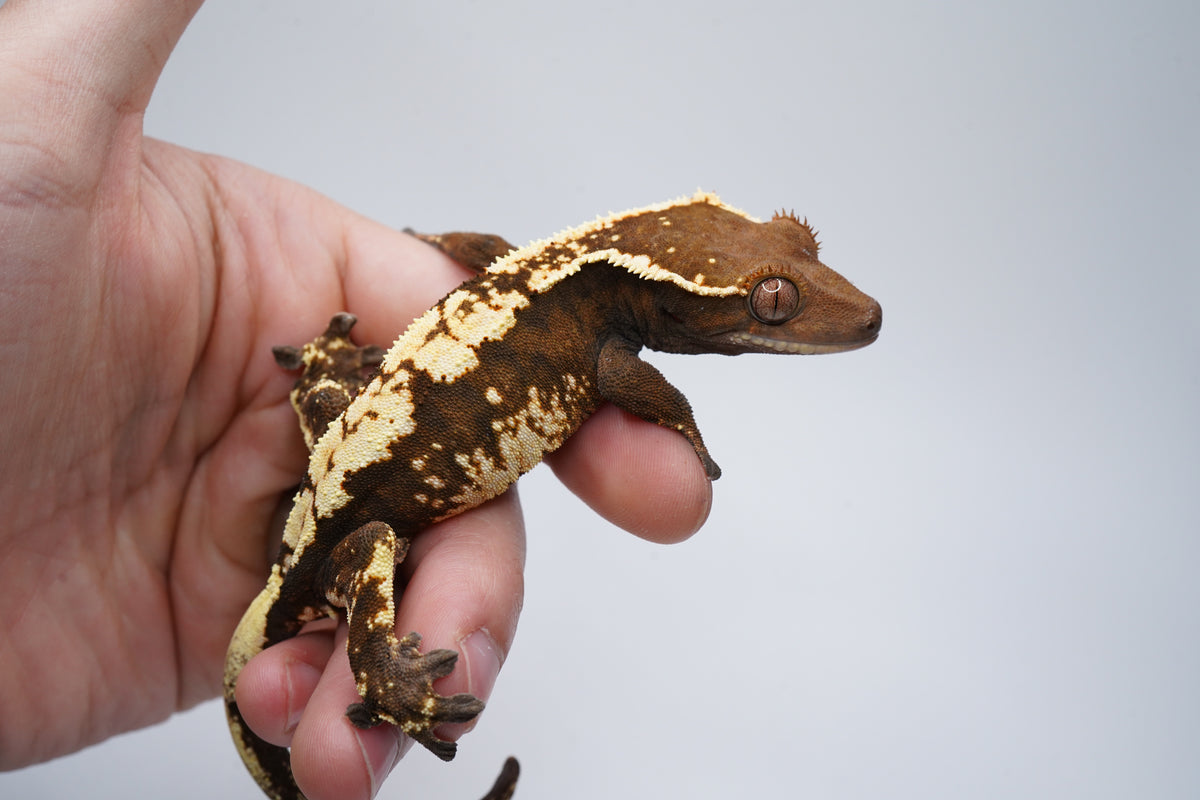 Spotless Female Sable Tri