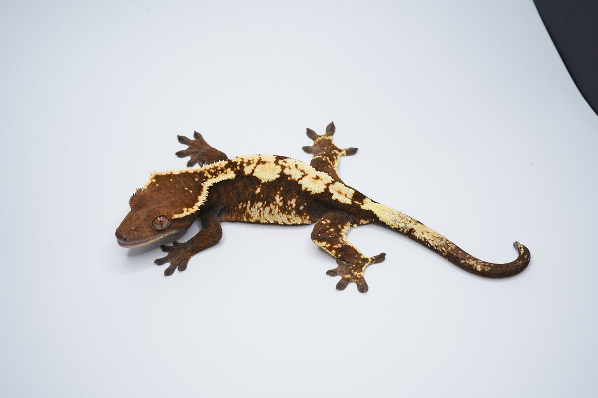Spotless Female Sable Tri