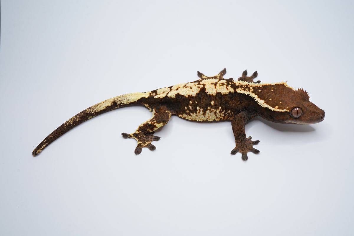 Spotless Female Sable Tri