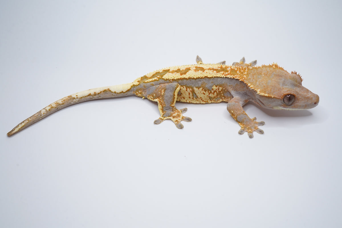 Hypo Tricolor Cappuccino Girl