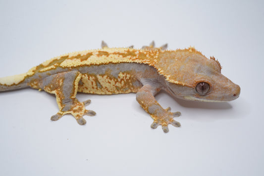 Hypo Tricolor Cappuccino Girl