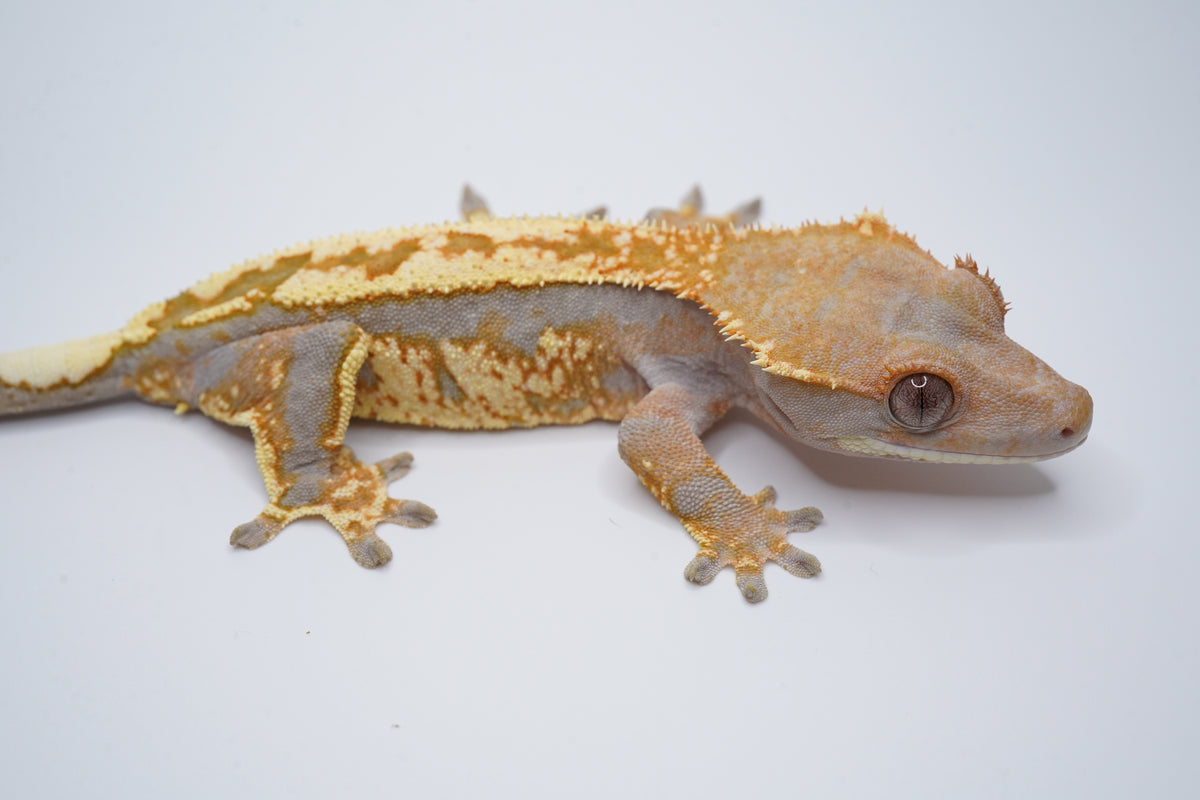 Hypo Tricolor Cappuccino Girl