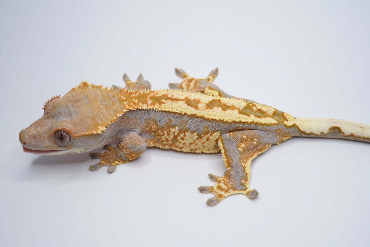 Hypo Tricolor Cappuccino Girl