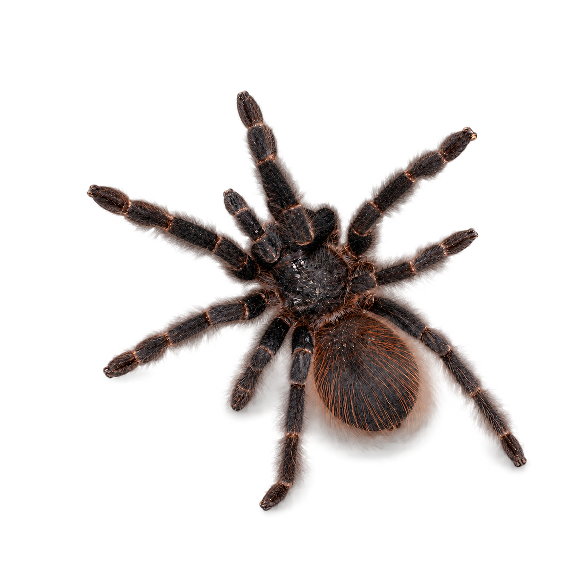 Brazilian Blue tarantula (Lasiocyano sazimai), CareBugs specimen with transparent background and soft shadow