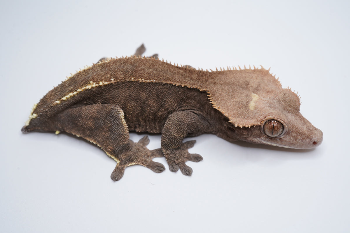 Side view of Brownie, a female Cappuccino crested gecko