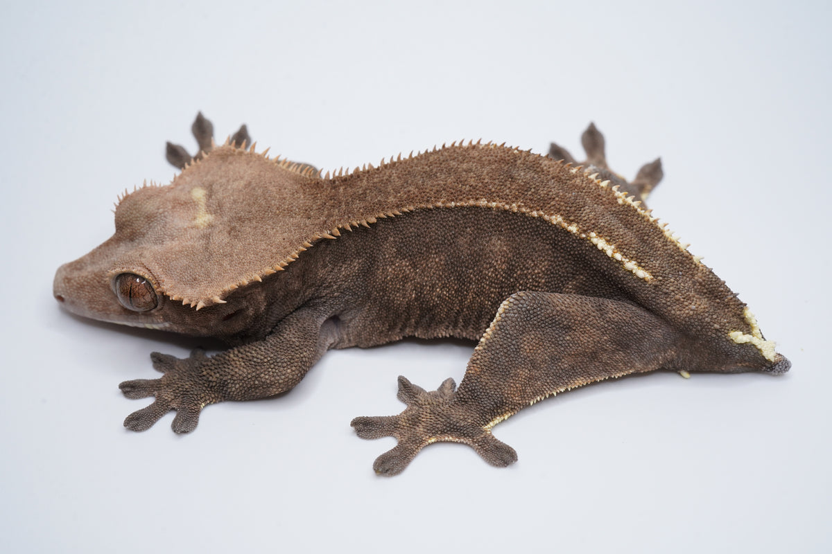 Opposite side of Brownie, a female Cappuccino crested gecko