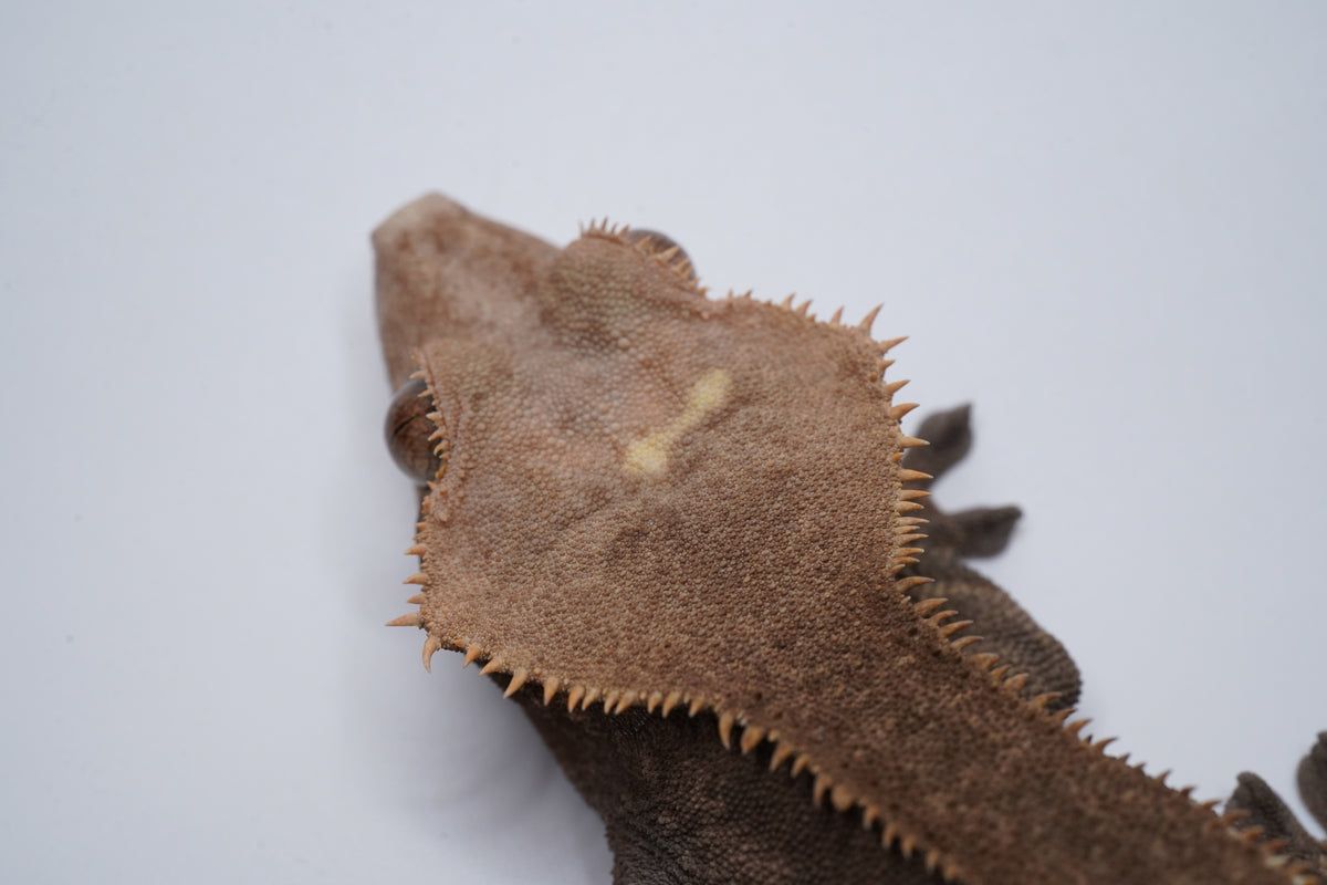 Close-up of Brownie's head and dorsal markings