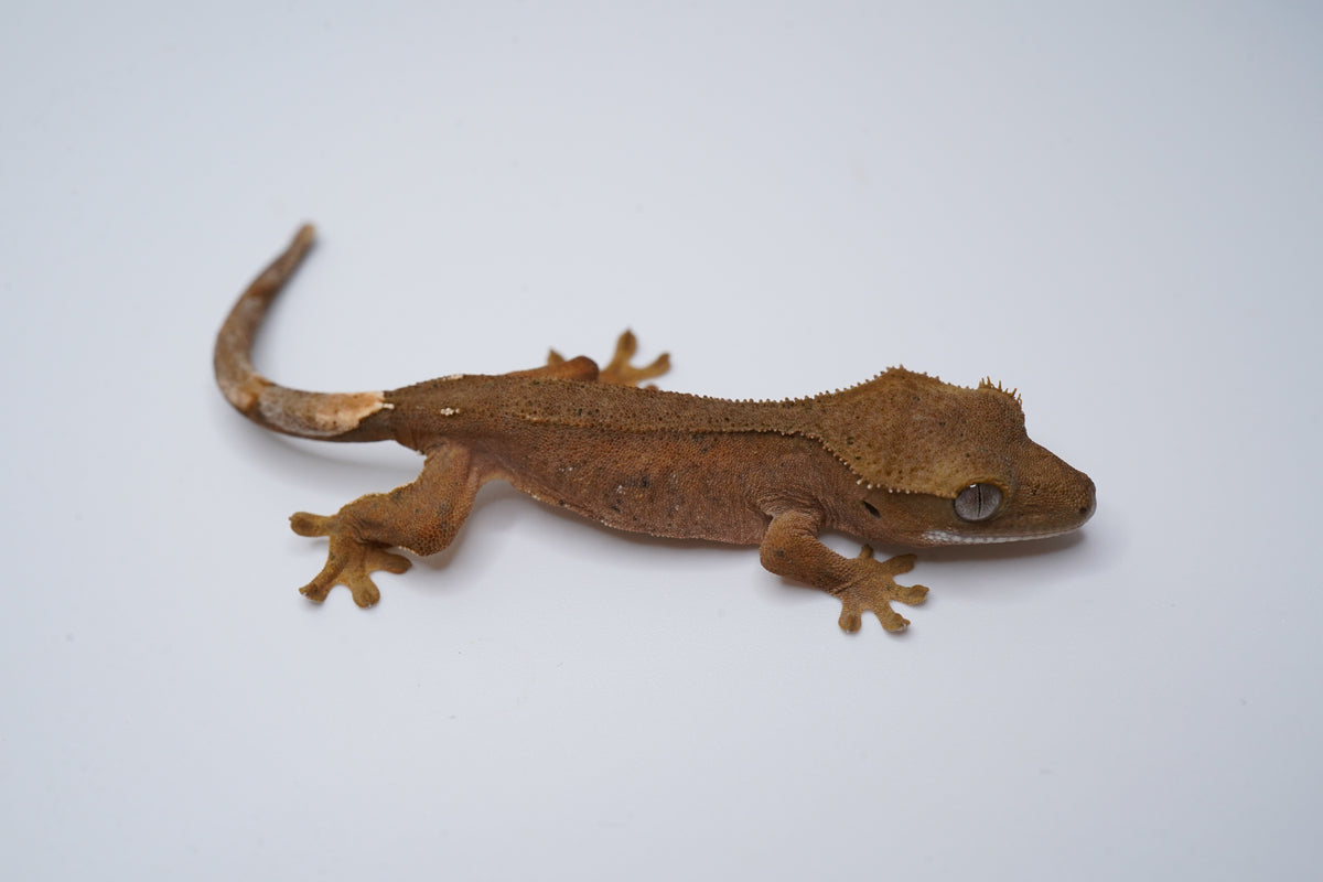 Side view of KaHa01, a red-base Phantom Dalmatian crested gecko