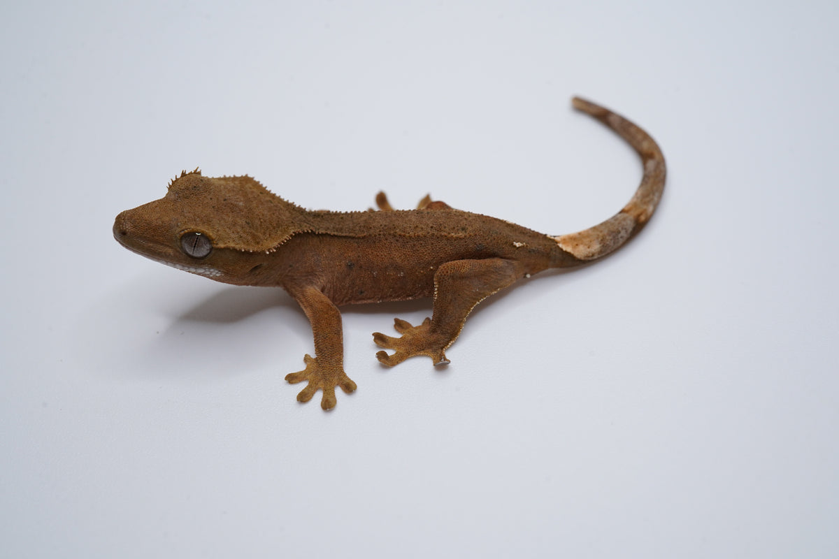 Opposite side of KaHa01, a red-base Phantom Dalmatian crested gecko