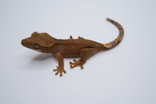 Opposite side of KaHa01, a red-base Phantom Dalmatian crested gecko