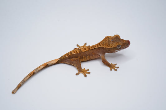 Full-body view of KaHa02, a red-base Harlequin crested gecko