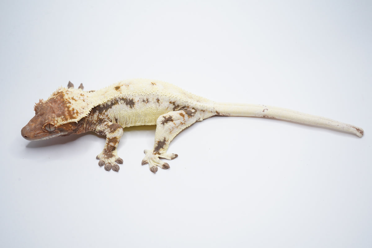 Full-body view of Mochi, a female Frappuccino crested gecko
