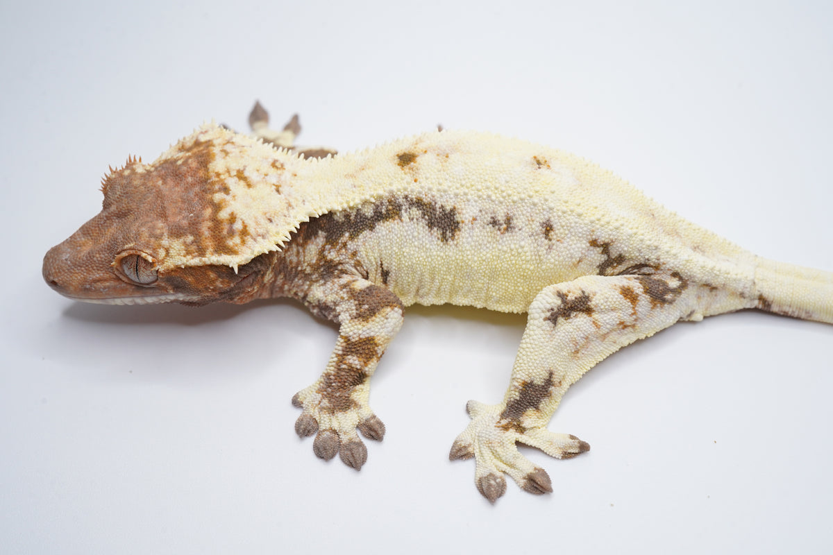 Side view of Mochi showing her Frappuccino pattern