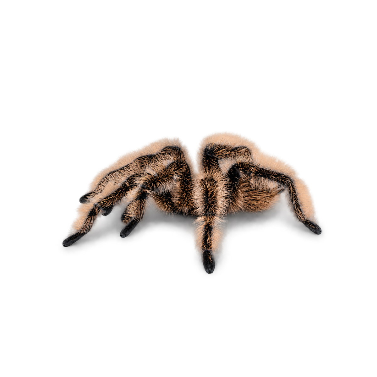 Nicaraguan Curly Hair tarantula (Tliltocatl albopilosus), CareBugs specimen with transparent background and soft shadow