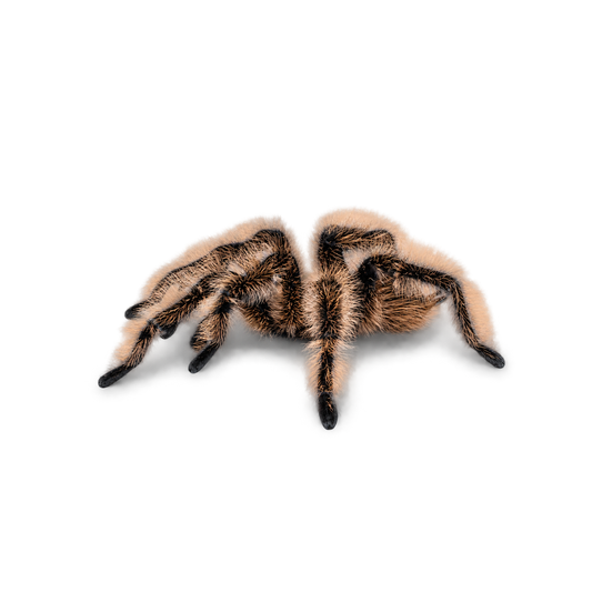 Nicaraguan Curly Hair tarantula (Tliltocatl albopilosus), CareBugs specimen with transparent background and soft shadow