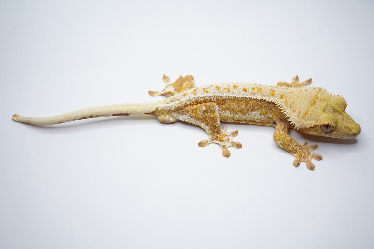 Full-body view of Thorne, a yellow-base Lilly White male crested gecko