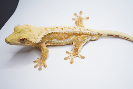 Opposite side of Thorne, a yellow-base Lilly White male crested gecko