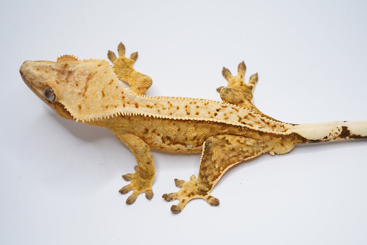 Yellow Base White Wall Tangerine Het EB *Look at belly*