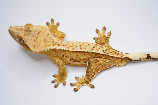 Yellow Base White Wall Tangerine Het EB *Look at belly*