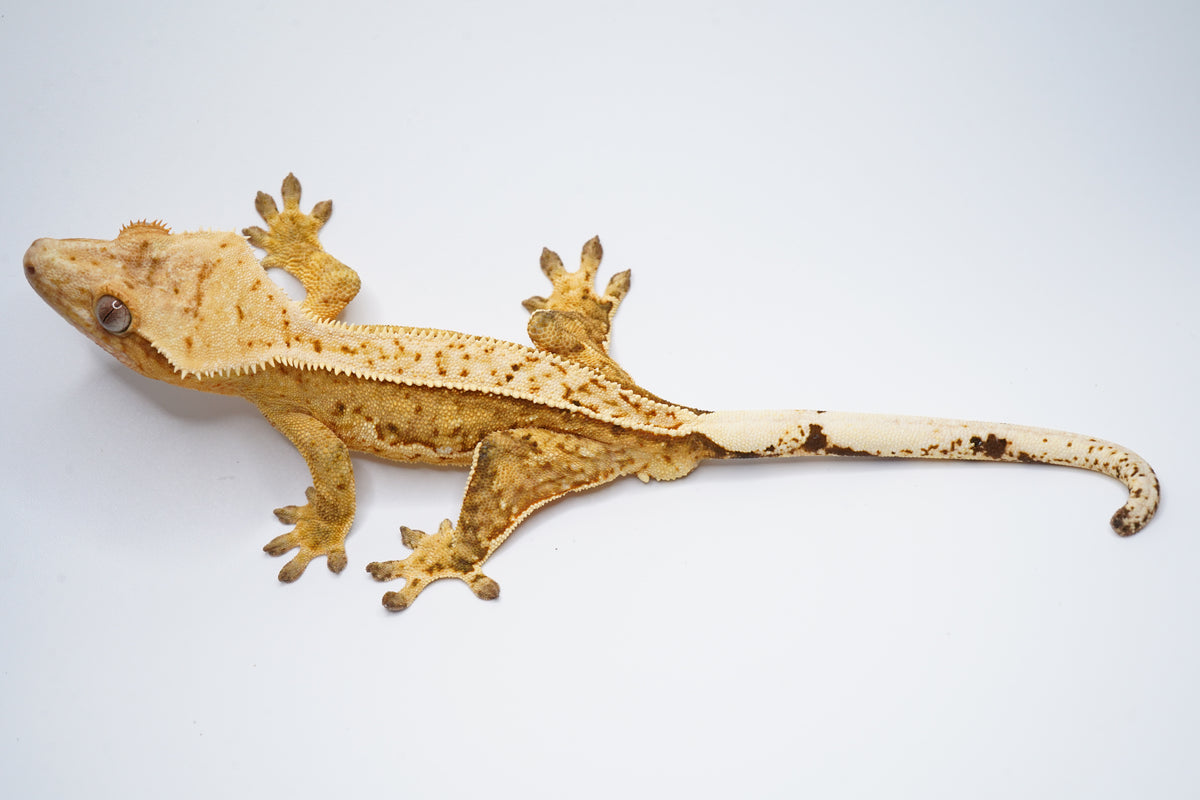 Yellow Base White Wall Tangerine Het EB *Look at belly*
