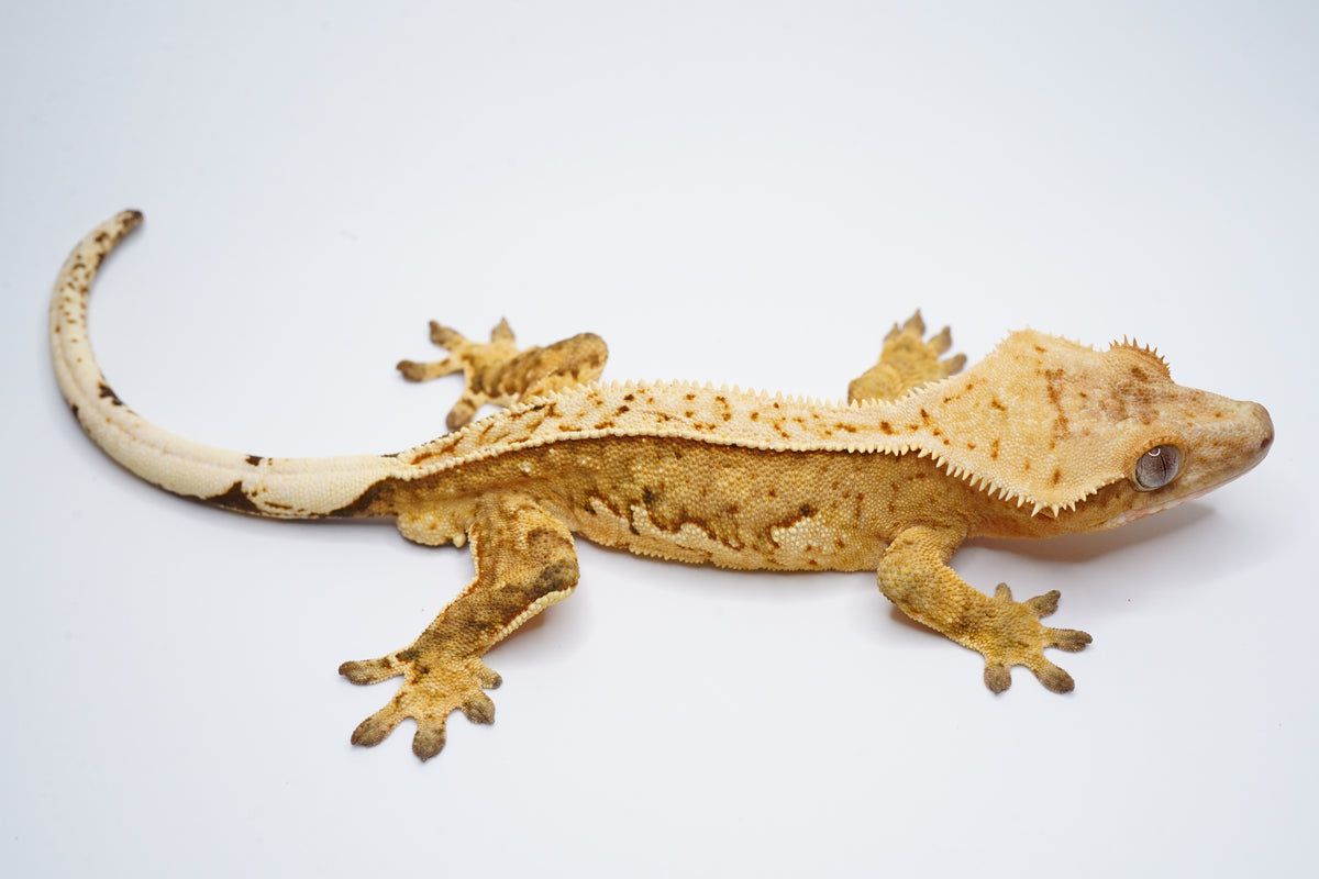 Yellow Base White Wall Tangerine Het EB *Look at belly*