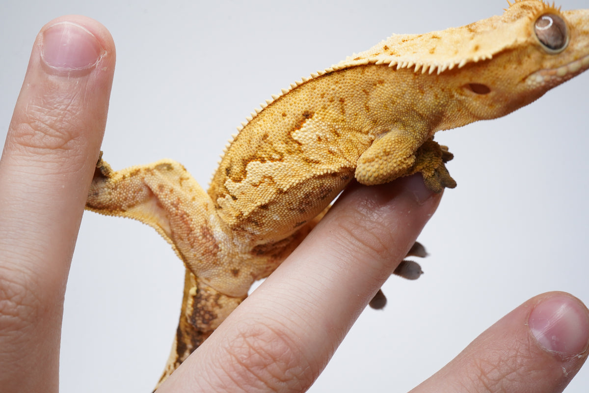 Yellow Base White Wall Tangerine Het EB *Look at belly*