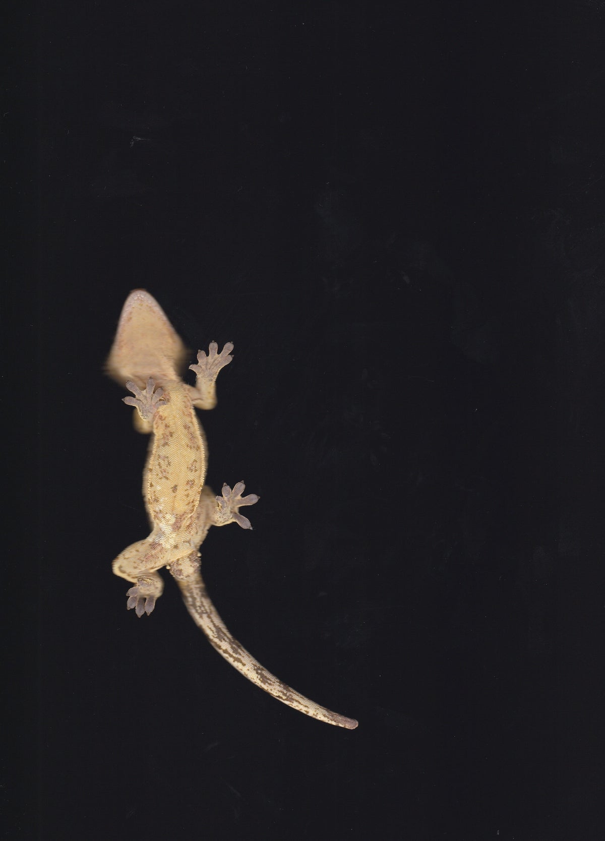 Yellow Base White Wall Tangerine Het EB *Look at belly*