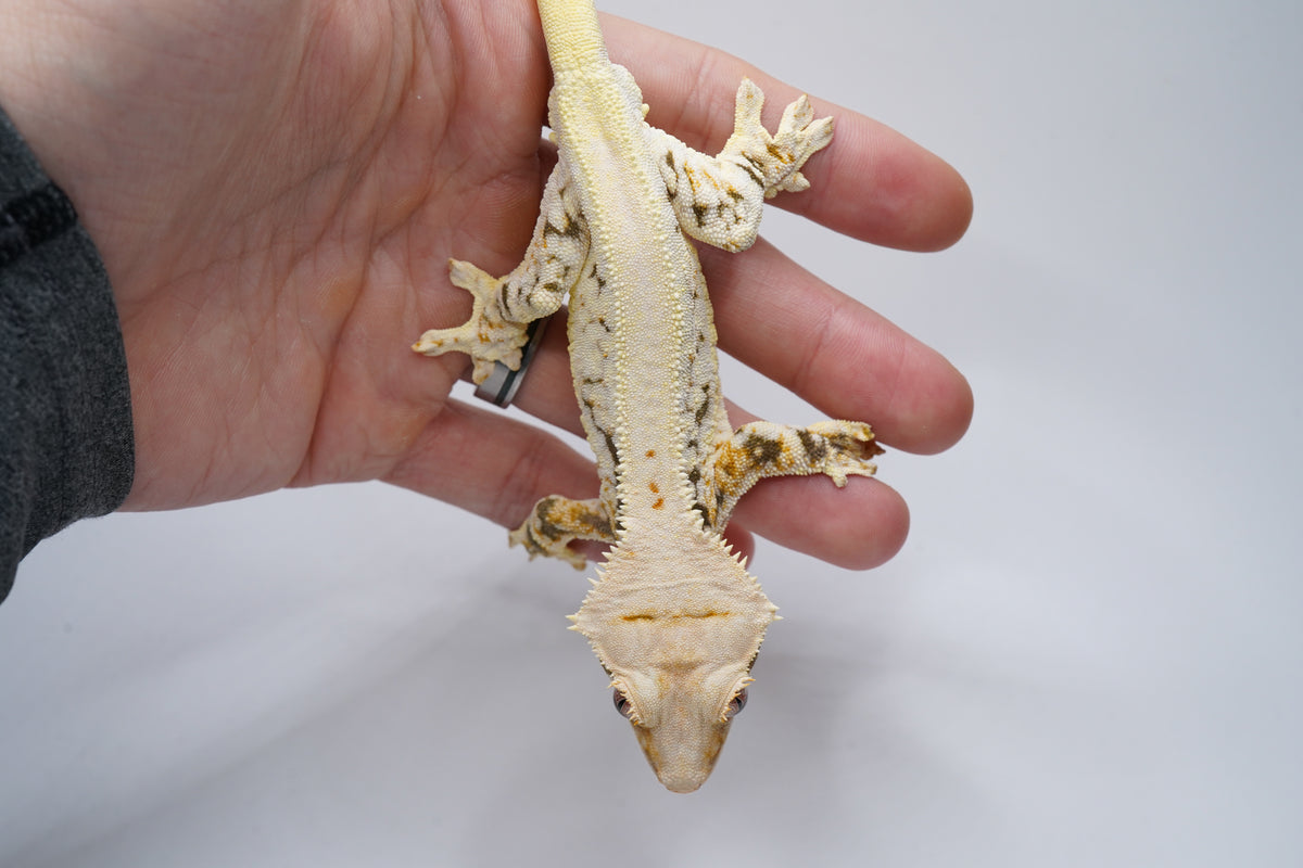50% Possible Het ChoCho Lilly White RTB (import)