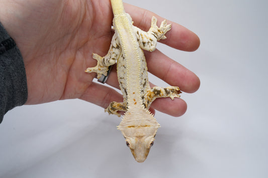 50% Possible Het ChoCho Lilly White RTB (import)