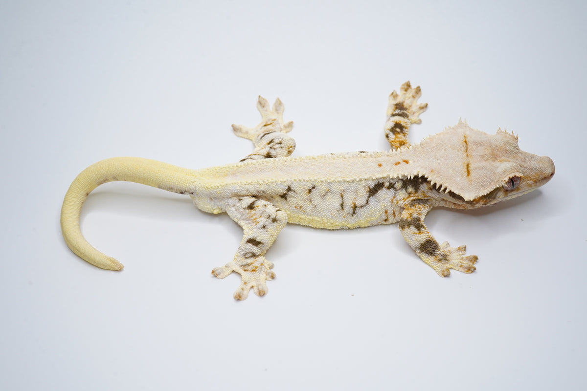 50% Possible Het ChoCho Lilly White RTB (import)