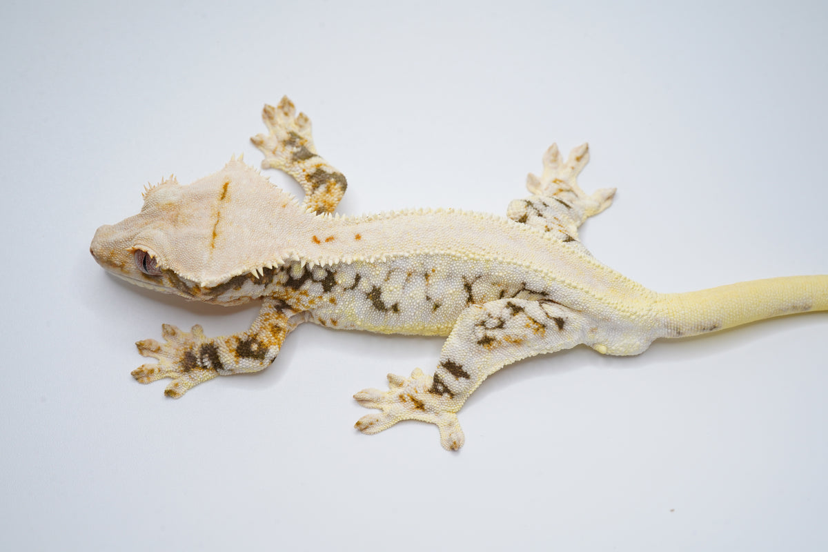 50% Possible Het ChoCho Lilly White RTB (import)
