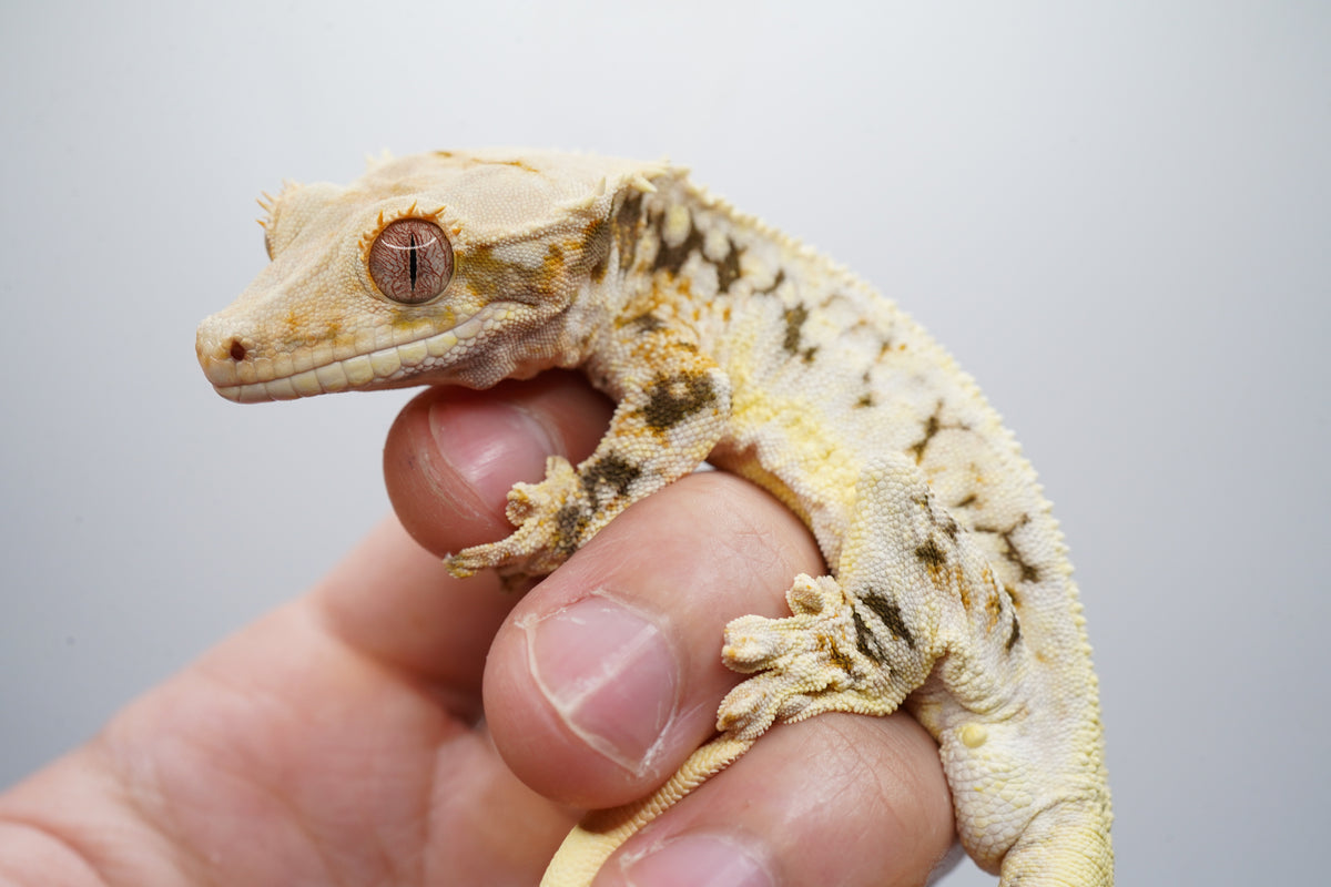 50% Possible Het ChoCho Lilly White RTB (import)